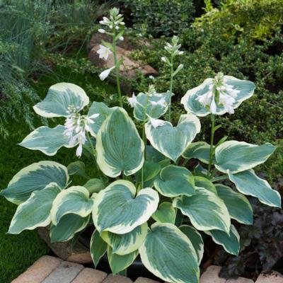 Hosta 'American Halo'